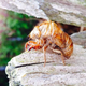 Illustration for article titled 18 Creepy, Crawly Photos Of Insects